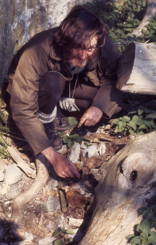 Roy Perry searches for beetles in fox corpse. Dunraven cliff, April 1976