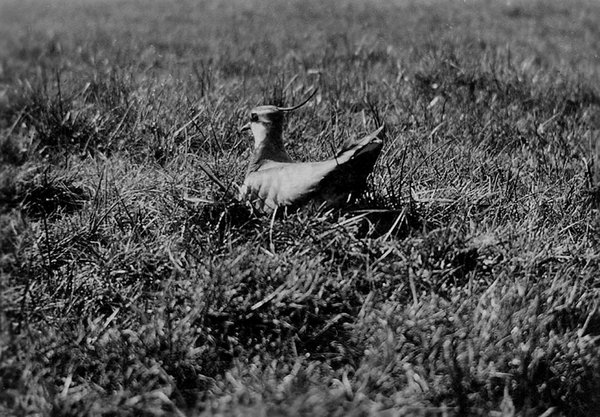 Lapwing by Morrey Salmon - His first photograph of a nesting bird in 1909