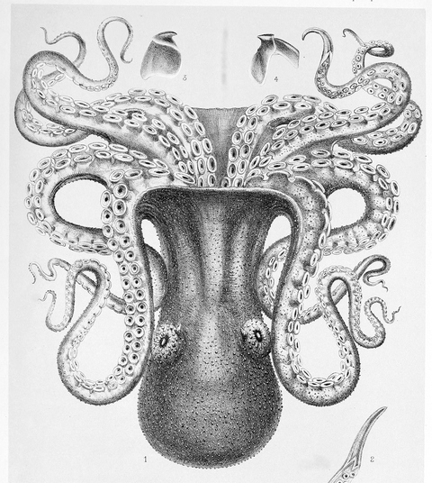 Enteroctopus dofleini, drawn by Hoyle