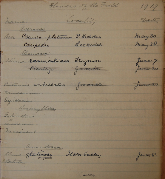 Eleanors Flowers in the field notebook from 1919, Amgueddfa Cymru National Museum Wales.